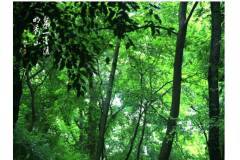 栖霞山，山色空蒙雨亦奇。