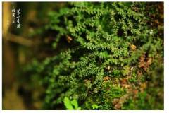 【栖霞山·植物百科】伏地卷柏：山涧绿丛丛，草中青纷纷