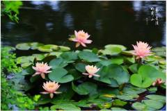 栖霞山丨回味夏日里的清凉诗意~