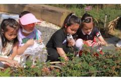 【栖霞山·植物百科】含羞草：含情脉脉藏幽趣，轻轻一触即低头