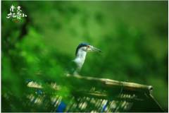 【栖霞山·鸟鸟科普】鸟界coser什么鬼？“中华田园企鹅”又是什么？