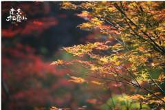 栖霞山丨日间有余夏，日落有凉秋