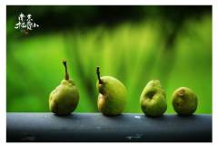 栖霞山里那些秋的味道：比如，山楂悄悄红了；比如银杏落果了；比如……