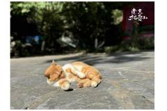 栖霞山最先出现的一抹“橘”，是它~