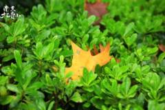 栖霞山丨期待这一叶金黄，变成一片浩荡