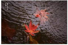 回想那天，秋雨绵绵，栖霞山“杀”气腾腾！