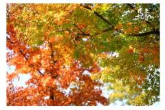 被点赞的栖霞山之“秋”，到底有多美？