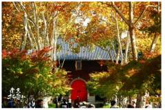 一天一个样的栖霞山，今天长这样！