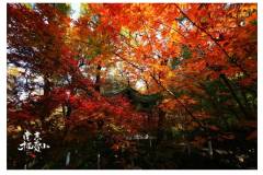 “遂至栖霞山寻红叶，枫叶慢慢红，怀民亦未寝……”