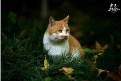 深秋的栖霞山，和小可爱们更配哦~