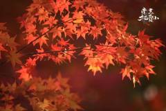 栖霞山，南京赏枫天花板！