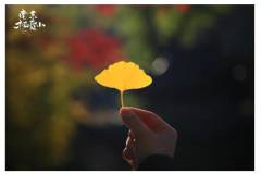 栖霞山丨穿过斑斓的深秋，遇见温柔的浅冬