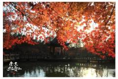 冬天的栖霞山，主打一个松弛感~