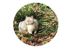 没有七八个闹钟醒不过来的周一，我们在栖霞山干嘛？——当然是赏梅啊。