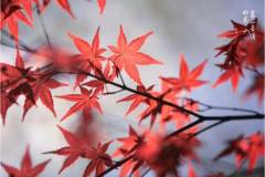 听说你错过了栖霞山的四季美景，那可千万别错过……