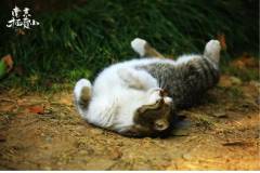 春节前，栖霞山再缴纳一波“猫税”