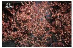 早春，谁懂这一口呼吸的含金量！