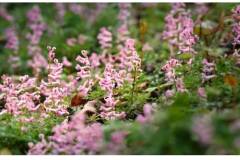 栖霞山丨春色迟到，不打烊